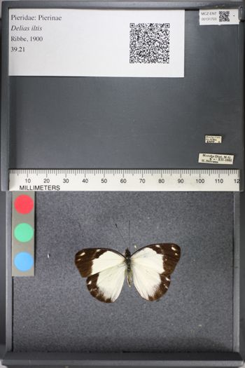 Media type: image;   Entomology 131703